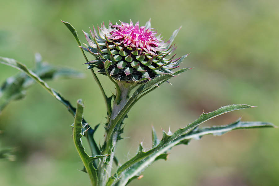 Carduus nutans / Cardo rosso